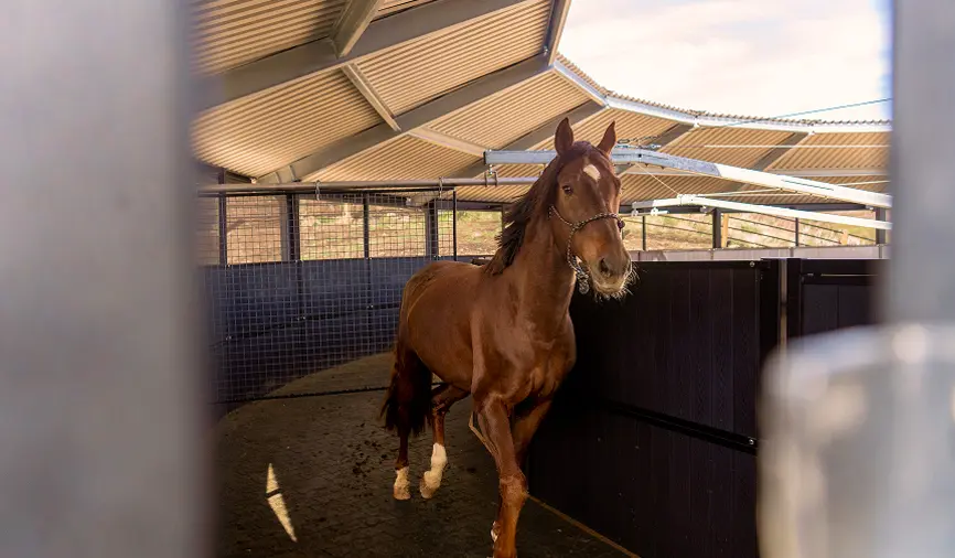 Horse using a covered European walker for low-impact conditioning and daily exercise.