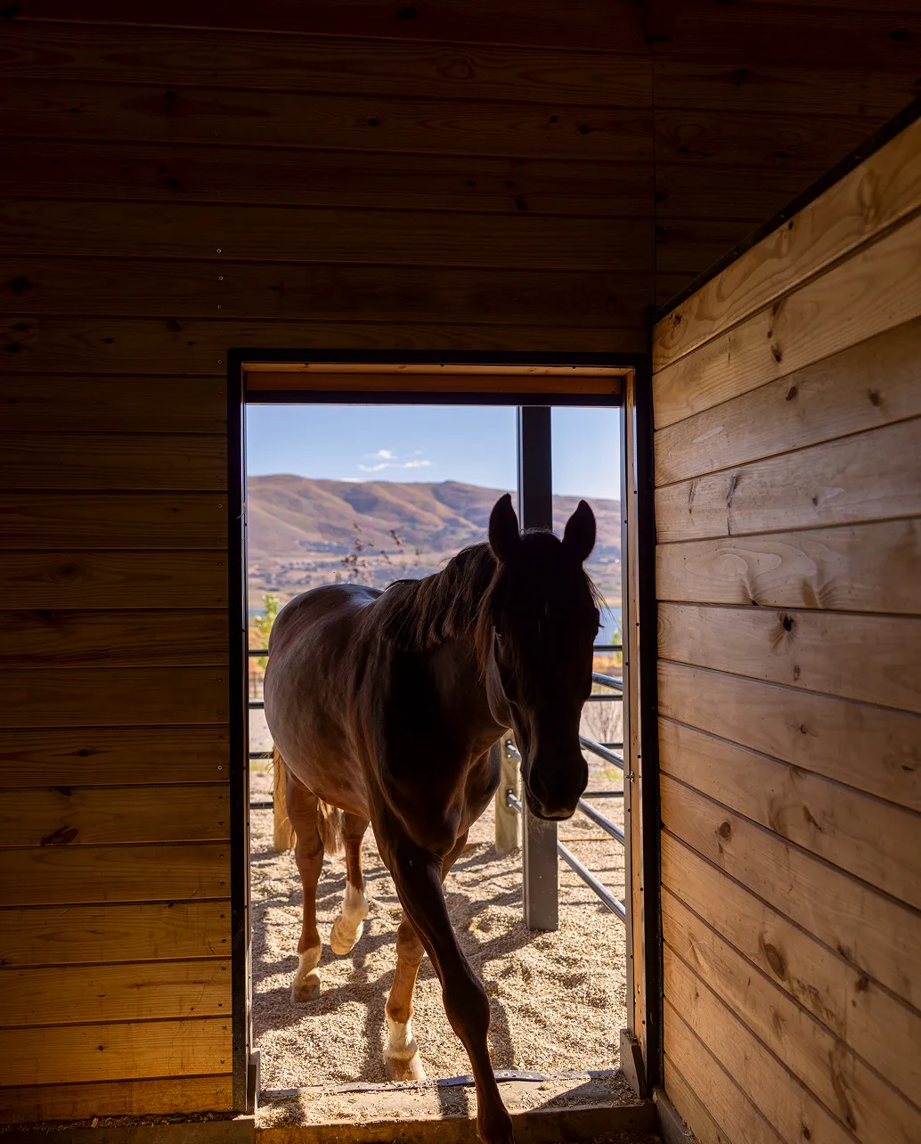 Horse walking into it's stall from outside.
