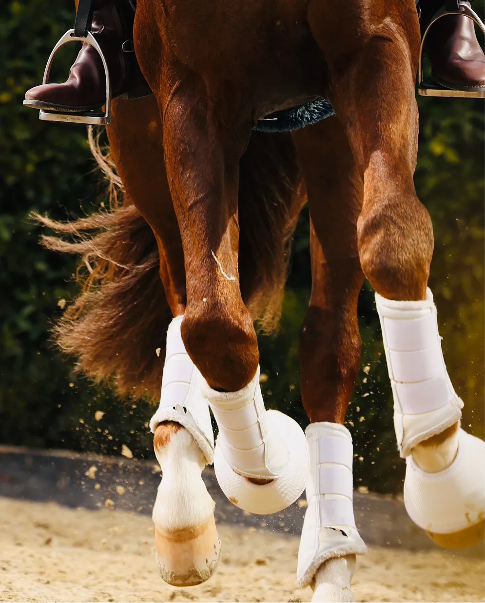 Horse's lower legs and hooves during training, highlighting attentive care and athletic movement.
